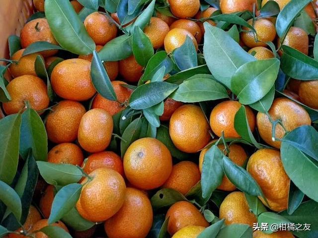 1月22日,沙糖桔和沃柑产区行情信息|采摘|果品|柑橘_网易订阅