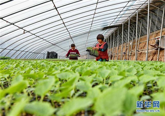11月29日,乐亭县一家农业园区的工人在工厂化育苗大棚内管理蔬菜秧苗.